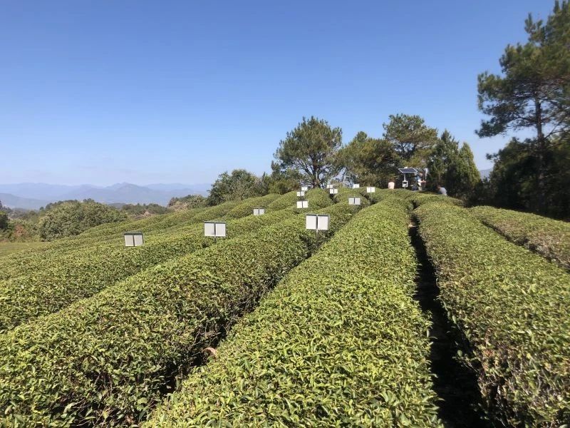 澳门最准五肖网址